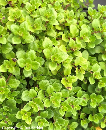 Thymus 'Chara', ajuruoho